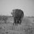 Elephant - Etosha National Park, Namibia